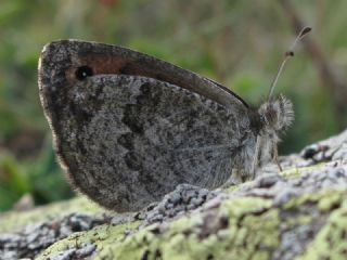 Kafkas Gzelesmeri (Erebia graucasica )