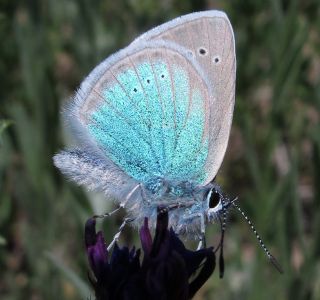 okgzl Rus Mavisi (Polyommatus coelestina)