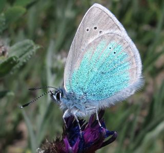 okgzl Rus Mavisi (Polyommatus coelestina)