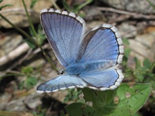 okgzl Yalanc illi Mavi (Polyommatus corydonius)