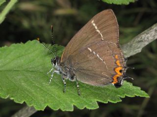 Karaaa Sevbenisi (Satyrium w-album)