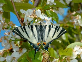Erik Krlangkuyruk (Iphiclides podalirius)