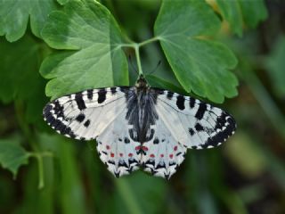 Kafkas Fistosu (Zerynthia caucasica)