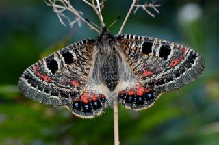 Yalanc Apollo (Archon apollinus)