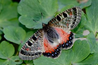 Yalanc Apollo (Archon apollinus)