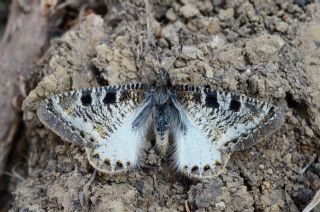 Yalanc Apollo (Archon apollinus)