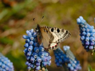 Kk Yalanc Apollo (Archon apollinaris)