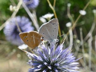 okgzl Carbonell Mavisi (Polyommatus lycius)