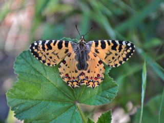 YURTDISI, Girit Fistosu (Allancastria  cretica)