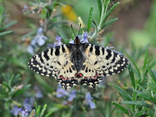 YURTDISI, Girit Fistosu (Allancastria  cretica)