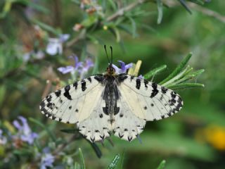 YURTDISI, Girit Fistosu (Allancastria  cretica)