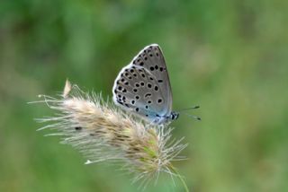 Byk Korubeni (Phengaris arion)