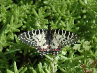Orman Fistosu (Allancastria  cerisyi)