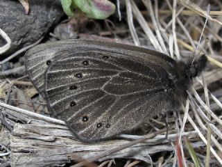 Uygur Gzelesmeri (Proterebia afra)