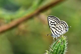 Balkan Kaplan (Tarucus balkanicus)