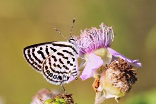 Balkan Kaplan (Tarucus balkanicus)