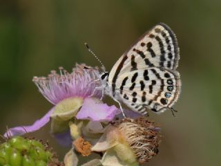 Balkan Kaplan (Tarucus balkanicus)