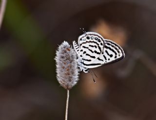 Balkan Kaplan (Tarucus balkanicus)