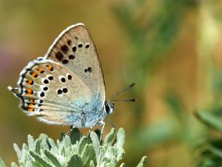 Kk Benekli Sevbeni (Satyrium ledereri )