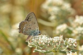 Kk Benekli Sevbeni (Satyrium ledereri )