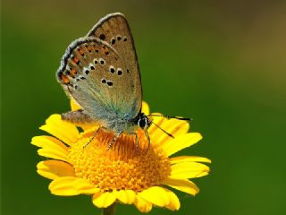 Kk Benekli Sevbeni (Satyrium ledereri )