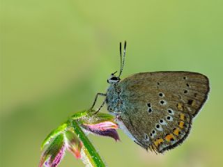 Kk Benekli Sevbeni (Satyrium ledereri )