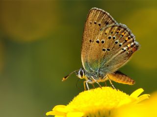 Kk Benekli Sevbeni (Satyrium ledereri )