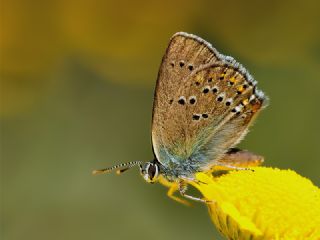 Kk Benekli Sevbeni (Satyrium ledereri )