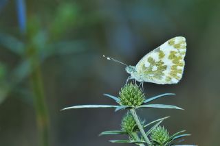 Yeni Beneklimelek (Pontia edusa)