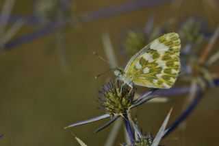 Yeni Beneklimelek (Pontia edusa)