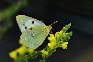 Sar Azamet (Colias croceus)