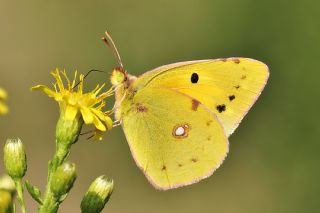 Sar Azamet (Colias croceus)