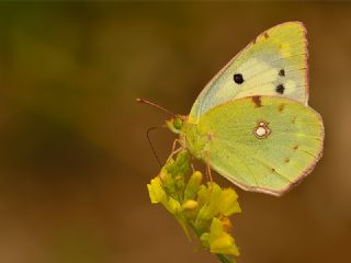 Sar Azamet (Colias croceus)