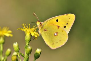Sar Azamet (Colias croceus)