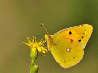 Sar Azamet (Colias croceus)