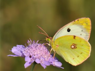Gzel Azamet (Colias alfacariensis)