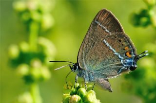 Gzel Sevbeni (Satyrium spini)