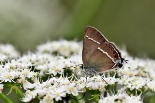 Gzel Sevbeni (Satyrium spini)