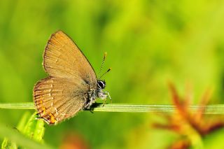 Byk Sevbeni (Satyrium ilicis)