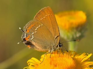 Byk Sevbeni (Satyrium ilicis)