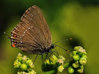 Byk Sevbeni (Satyrium ilicis)