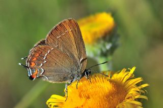 Byk Sevbeni (Satyrium ilicis)