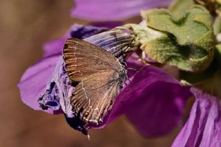 Mavi Benekli Sevbeni (Satyrium zabni)