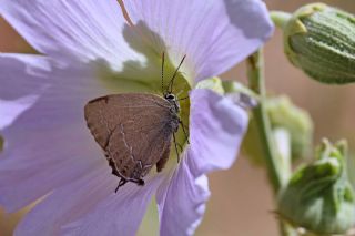 Mavi Benekli Sevbeni (Satyrium zabni)