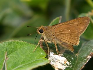 Beyaz illi Kara Zpzp (Pelopidas  thrax)