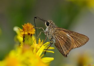 Beyaz illi Kara Zpzp (Pelopidas  thrax)