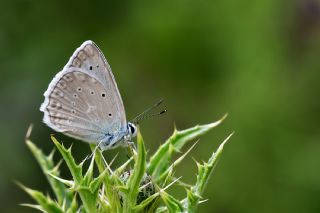 okgzl Dafnis (Polyommatus daphnis)