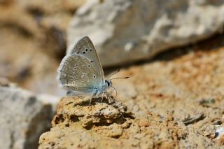 okgzl Dafnis (Polyommatus daphnis)