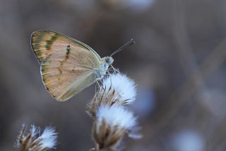 Mezopotamya Kolotisi (Colotis fausta)