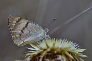 Mezopotamya Kolotisi (Colotis fausta)